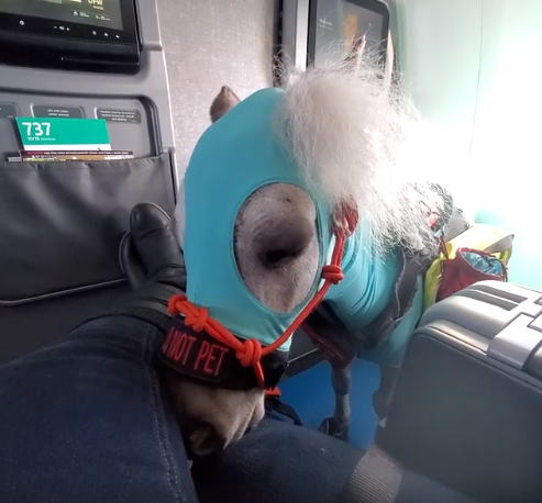 Fred the miniature service horse took his first flight