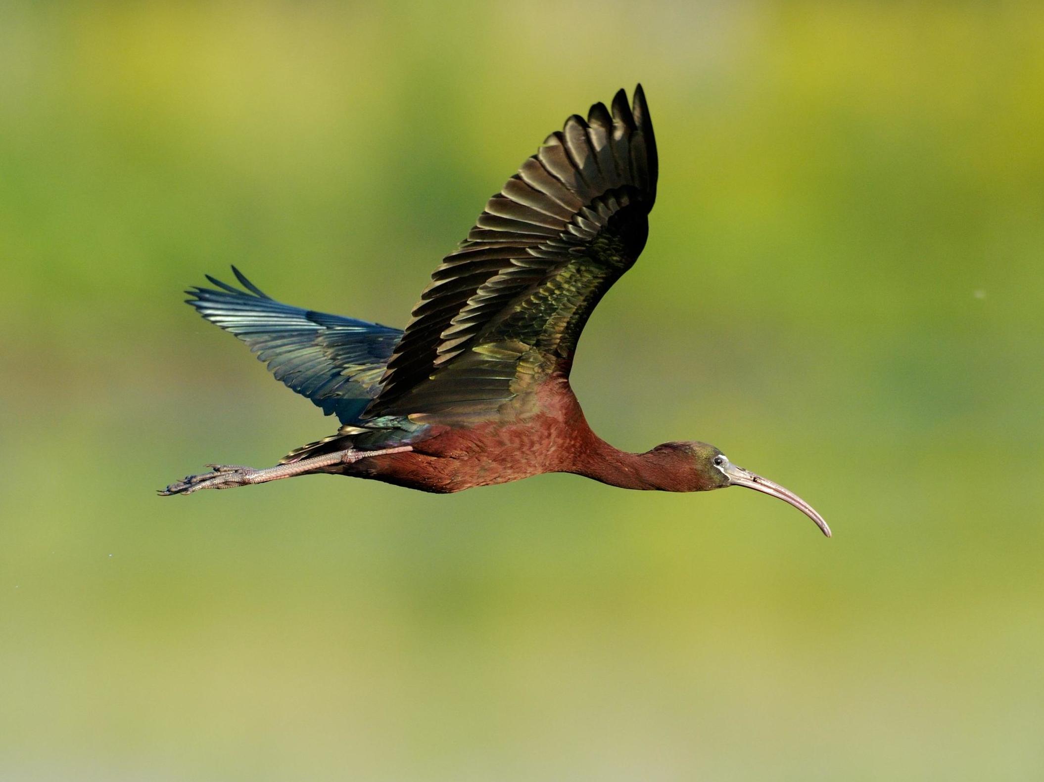 Numbers of glossy ibis have risen in India, but other species have seen worrying declines