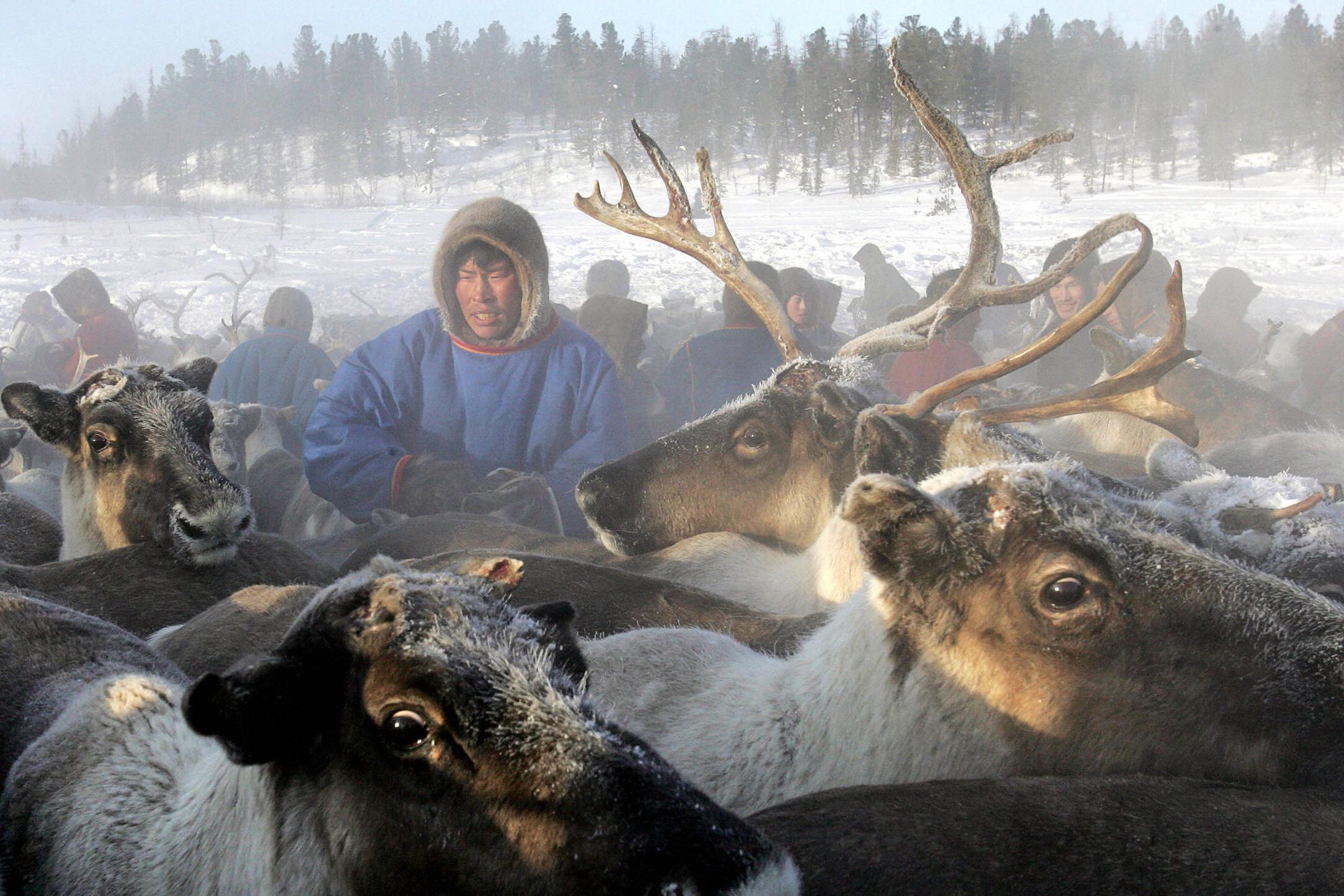 Indigenous reindeer herders traverse this terrain, eking a nomadic living out of the barren land (AFP/Getty)