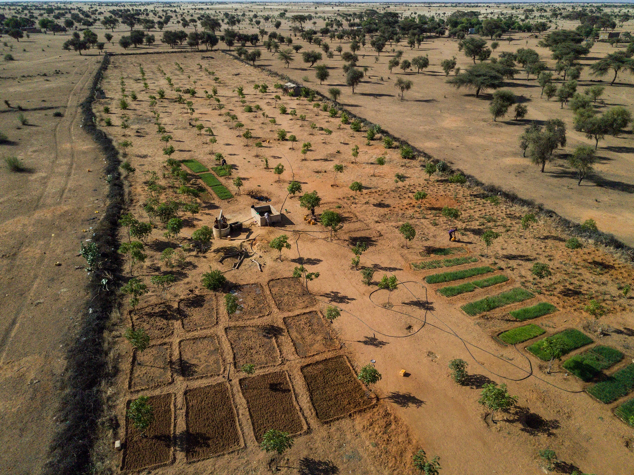 A portion of the ‘Great Green Wall’ project in Senegal