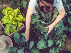 Could eating local be more eco-friendly than going vegan?