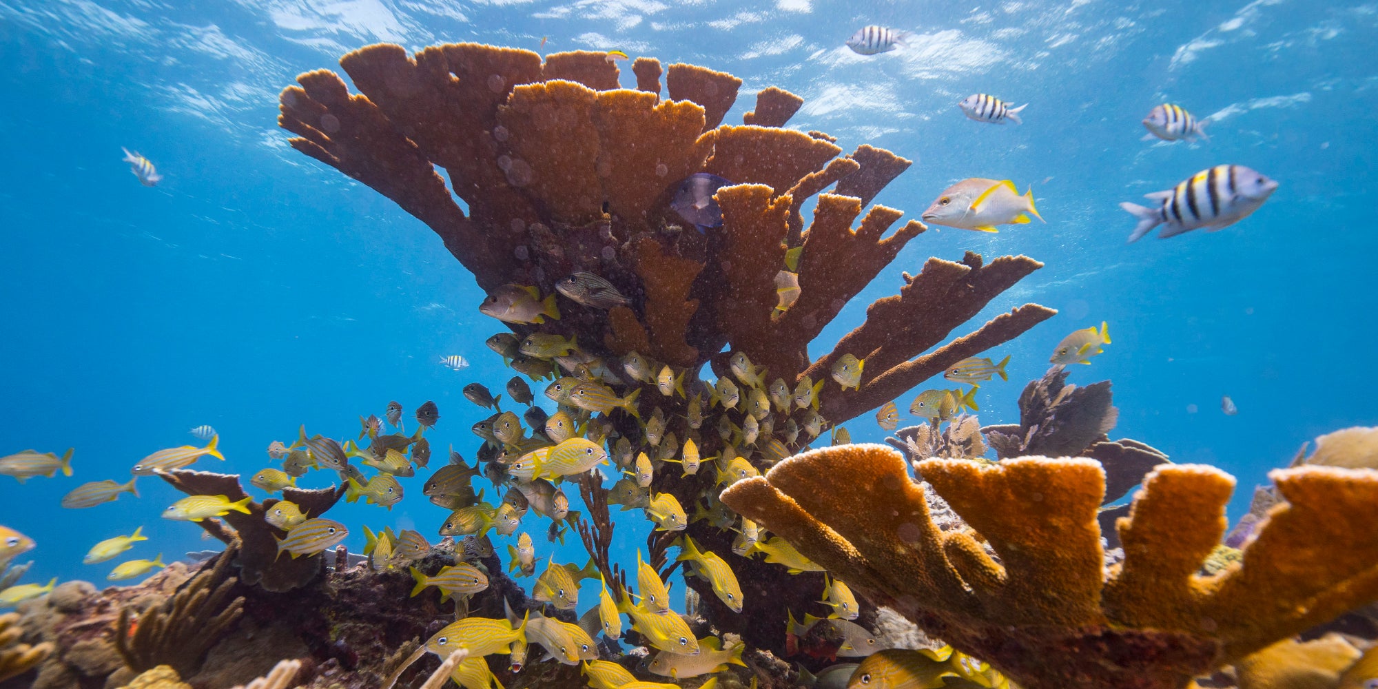 Scientists Say Climate Change Will Likely Destroy All Coral Reefs By 