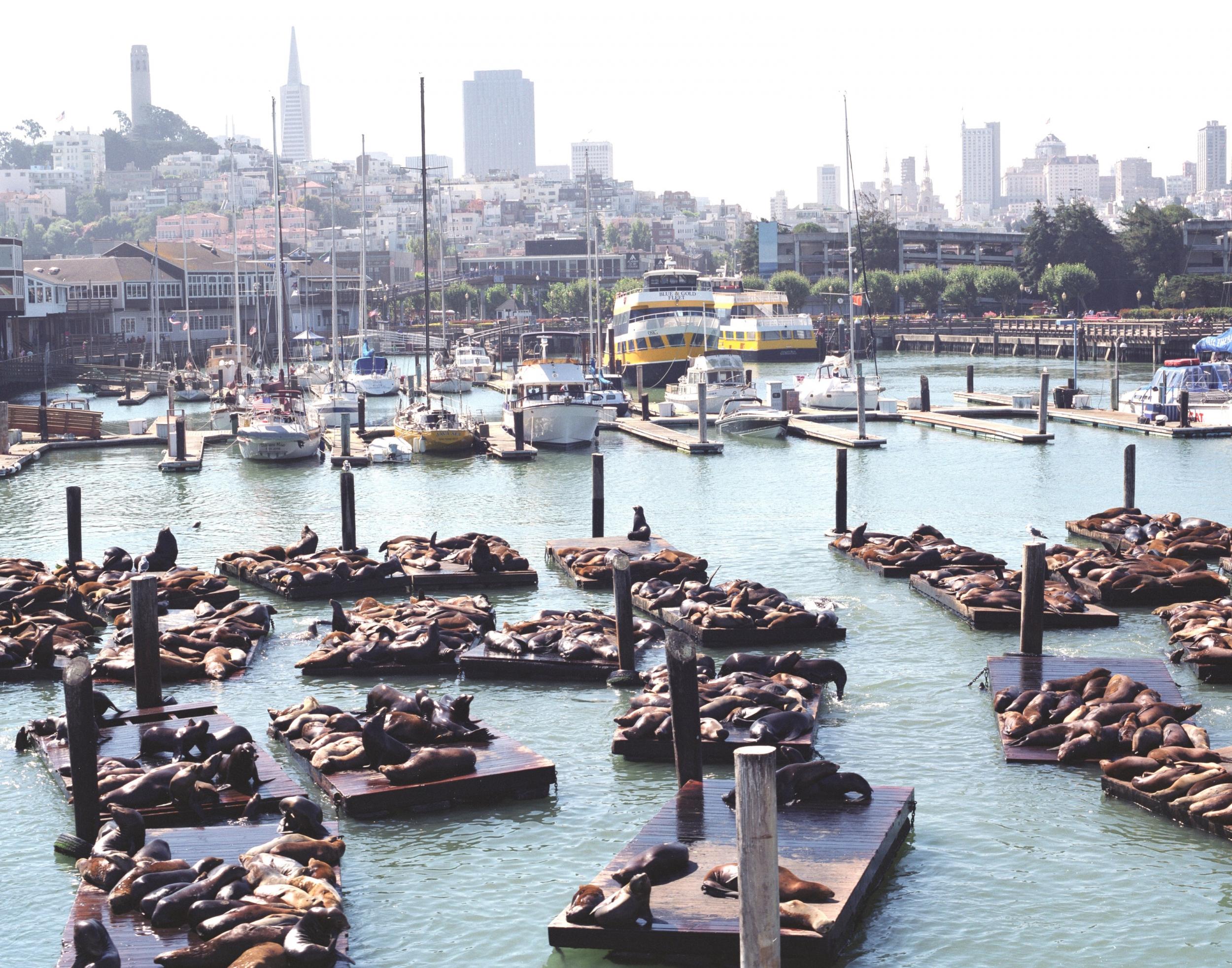 The sea lions of Fisherman’s Wharf arrived in the city 30 years ago