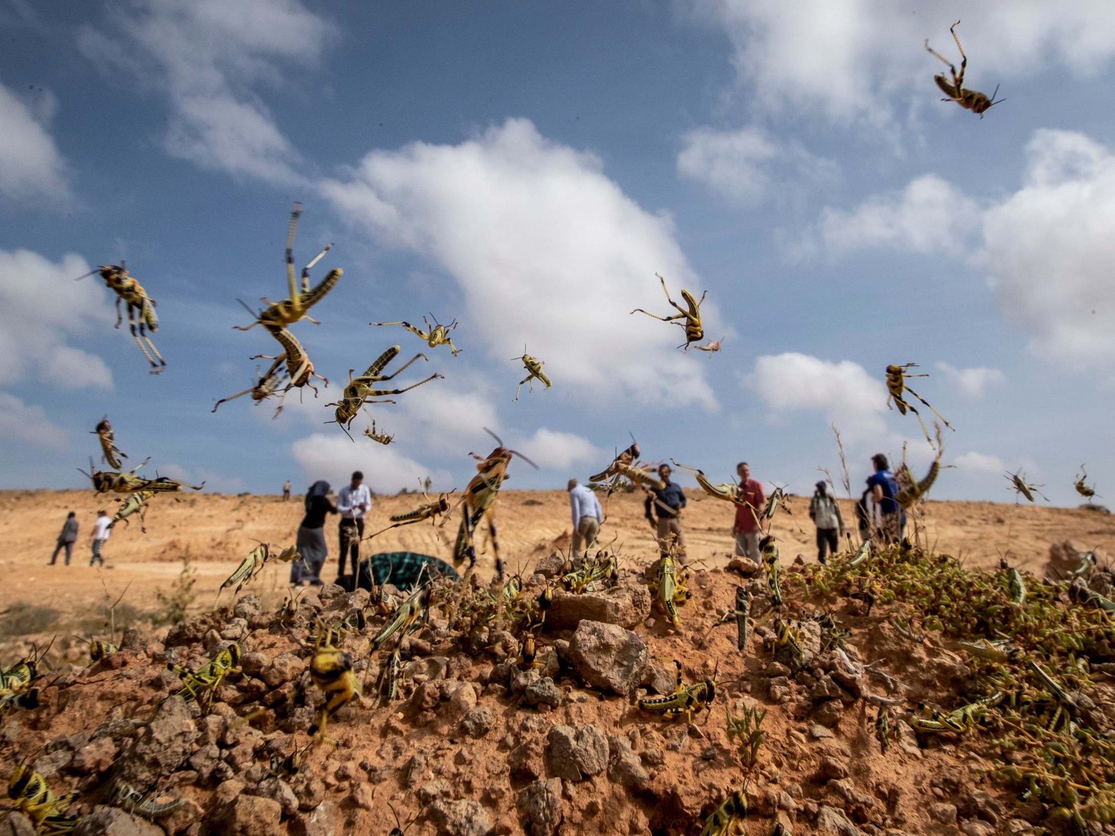 Locust swarms cross into hunger-hit South Sudan