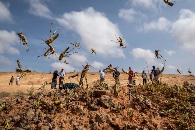 Desert locusts that have not yet grown wings jump in the air as they are approached by observers near Garowe, Somalia