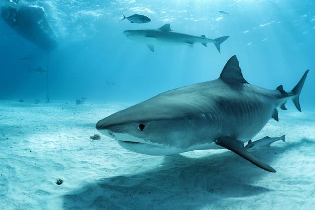Tiger Sharks are among the species that call the waters around the Caribbean home