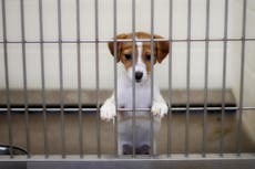 Lab animals can now be adopted instead of euthanised, FDA says