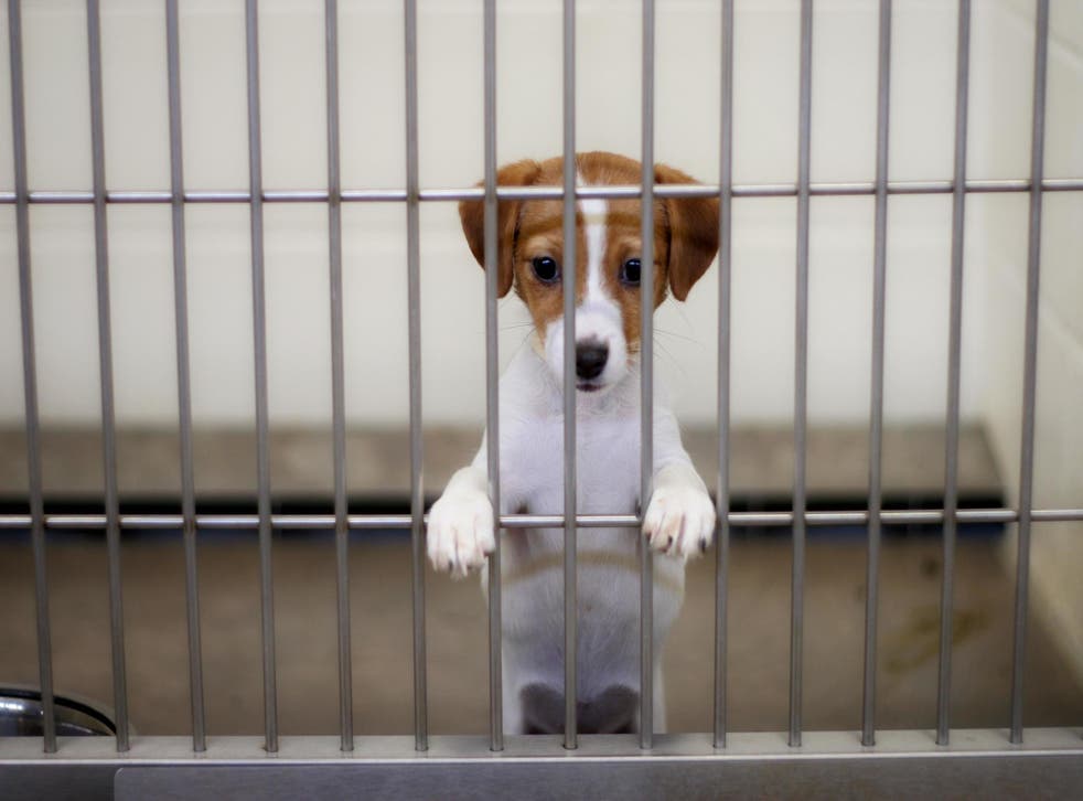 FDA will now allow lab animals to be adopted (Stock)