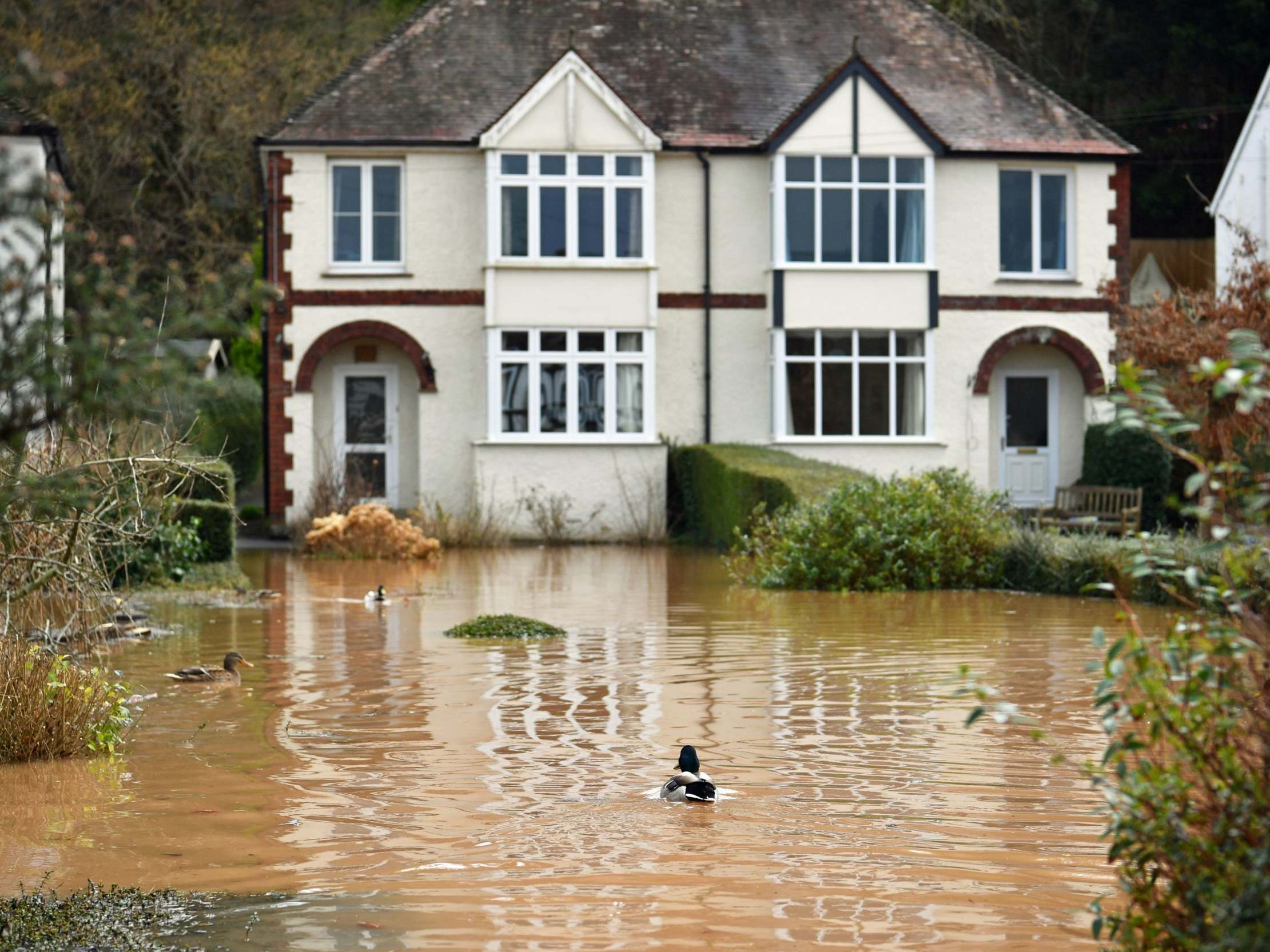 Ducks swimming in a back garden surrounded by flood water in Monmouth in the aftermath of Storm Dennis