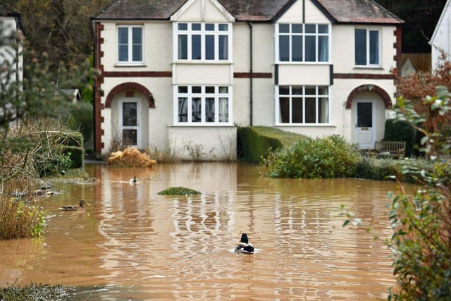 Ducks swimming in a back garden surrounded by flood water in Monmouth in the aftermath of Storm Dennis