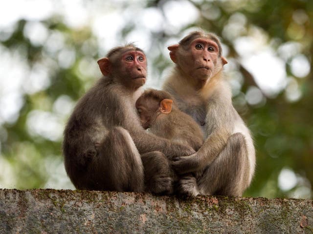 Monkeys look on from a branch in Kerala, India