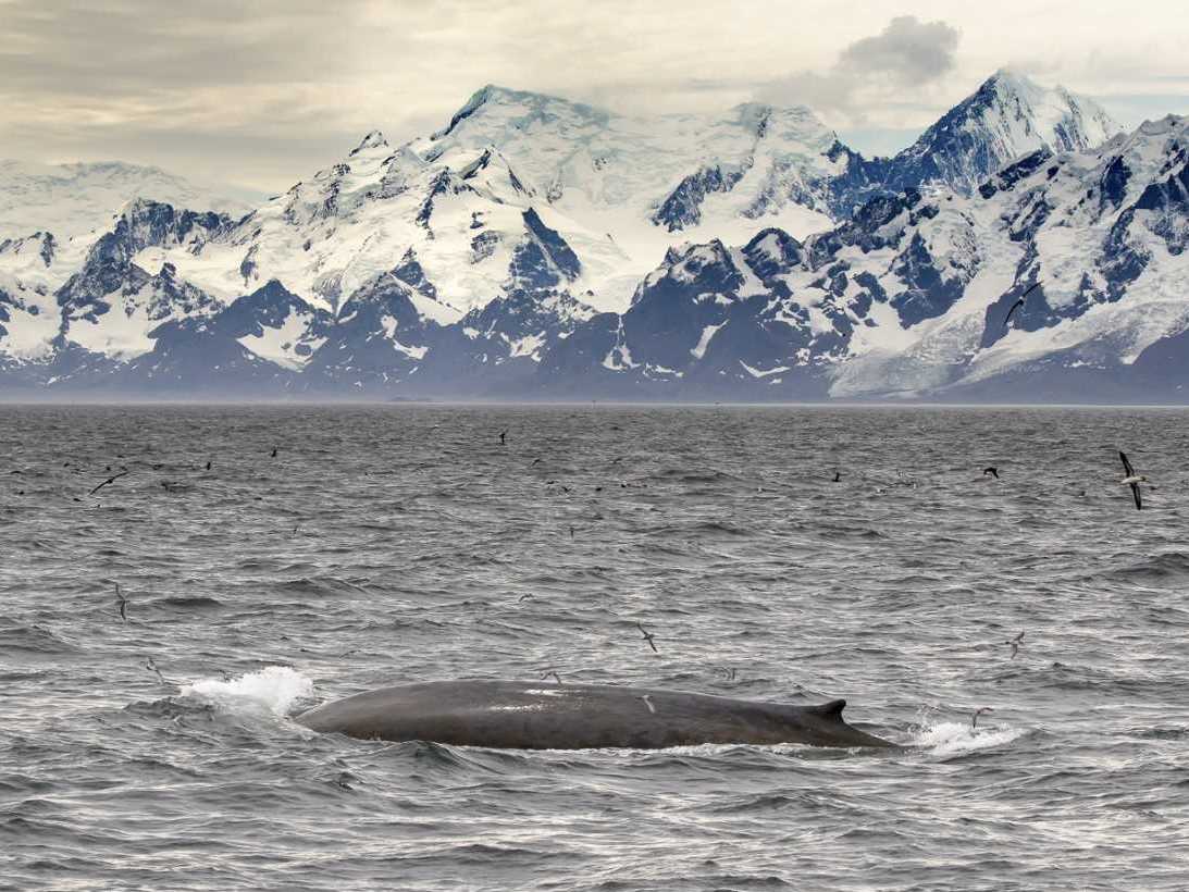 ‘Thrilling’: Unprecedented number of critically endangered blue whales