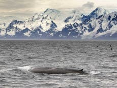 Unprecedented number of critically endangered blue whales recorded