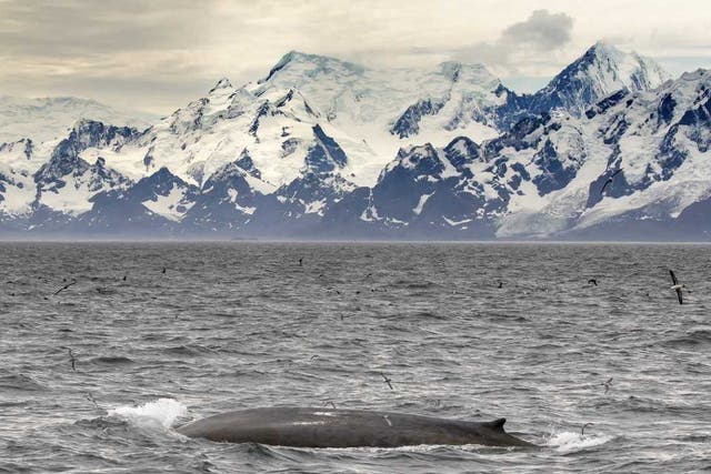 Since whalers left and tighter regulations on whaling have been agreed, populations have begun to bounce back