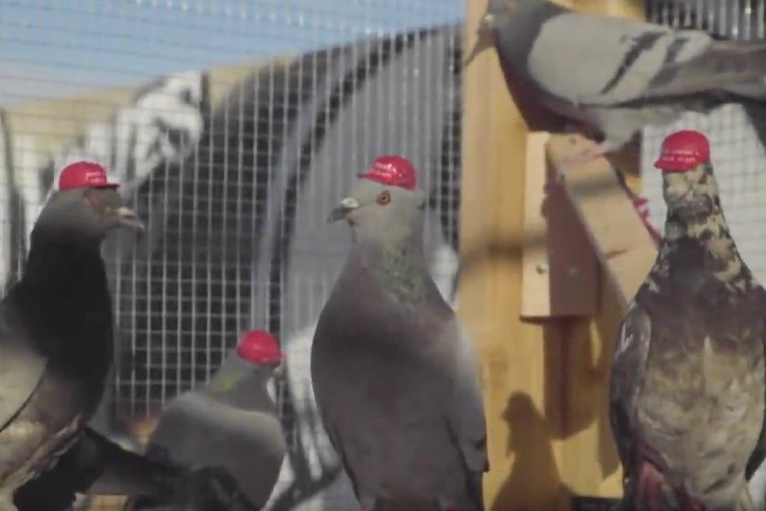 A protest group glued tiny Make America Great Again hats to pigeons in Las Vegas.