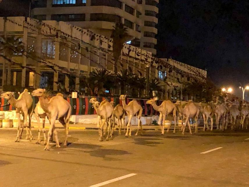 Thousands of camels pour out of Tripoli after Libyan port attacked