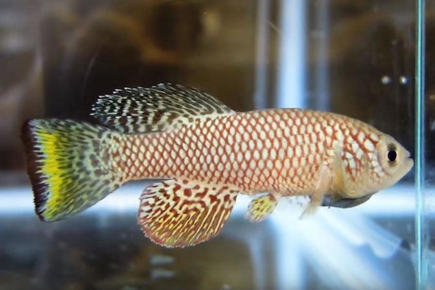 Researchers examined the process of diapause in African turquoise killifish