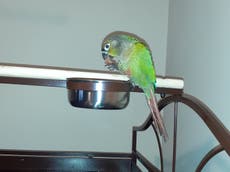 Pet parrot saves family by waking them up during a fire 