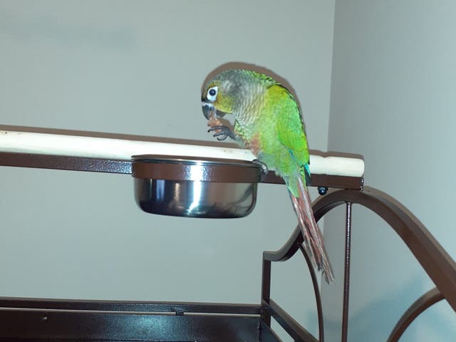 Louie, the pet parrot who saved the lives of its owners, died in the fire.