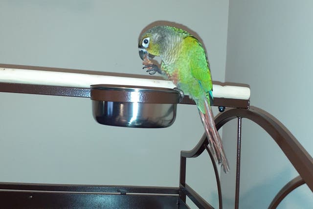 Louie, the pet parrot who saved the lives of its owners, died in the fire.
