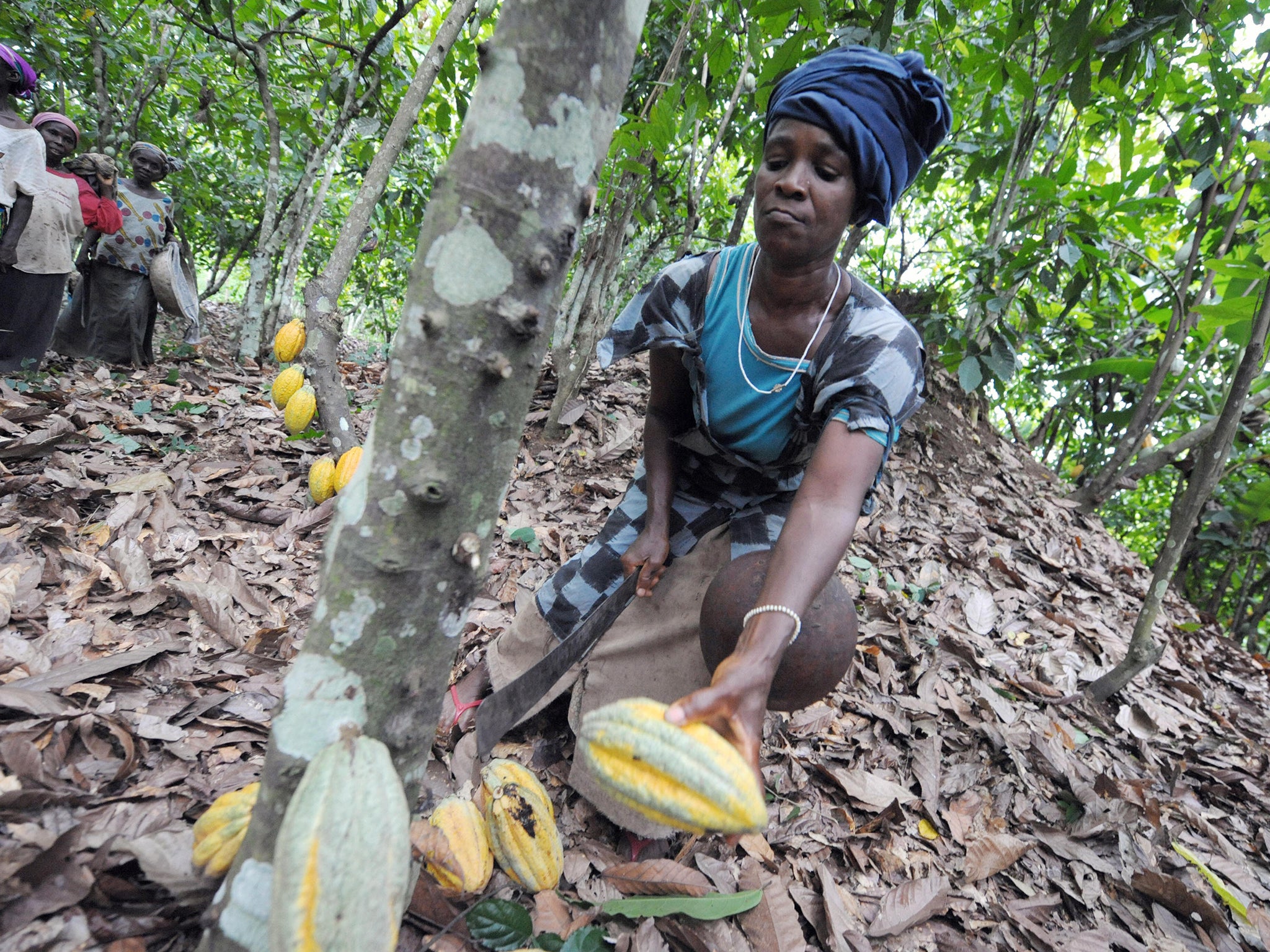 A woman picks cocoa pods in a field near the village of Boko, some 200km north of Ivory Coast capital