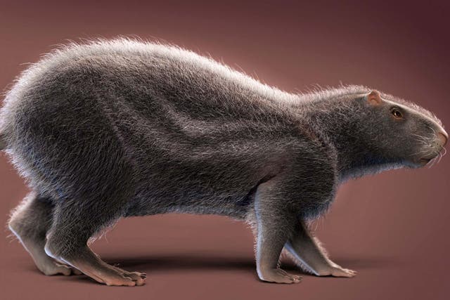 Ancient rat ancestors may have weighed up to 81kg