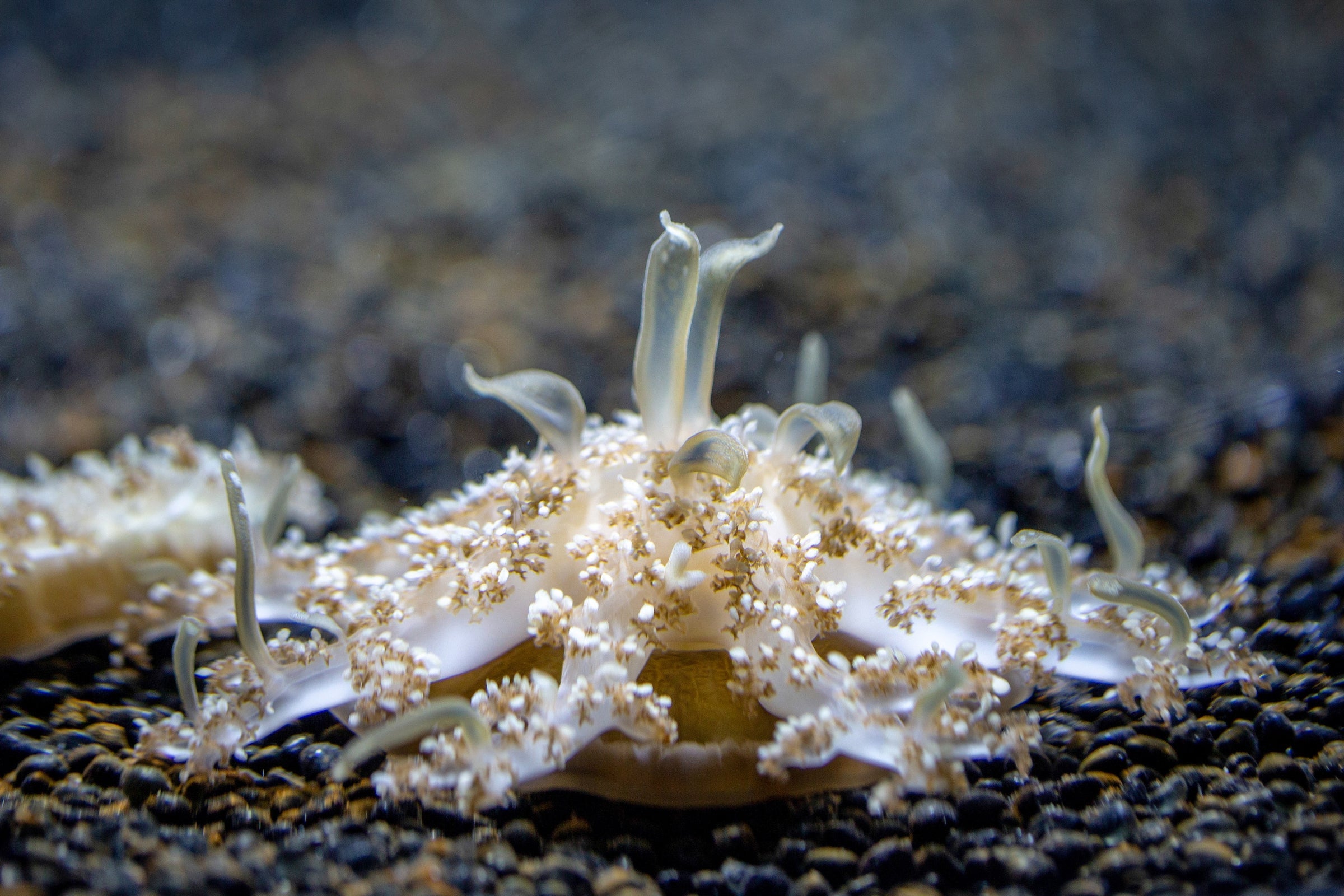 The creatures live upside down and release mucus to trap prey (National Aquarium)