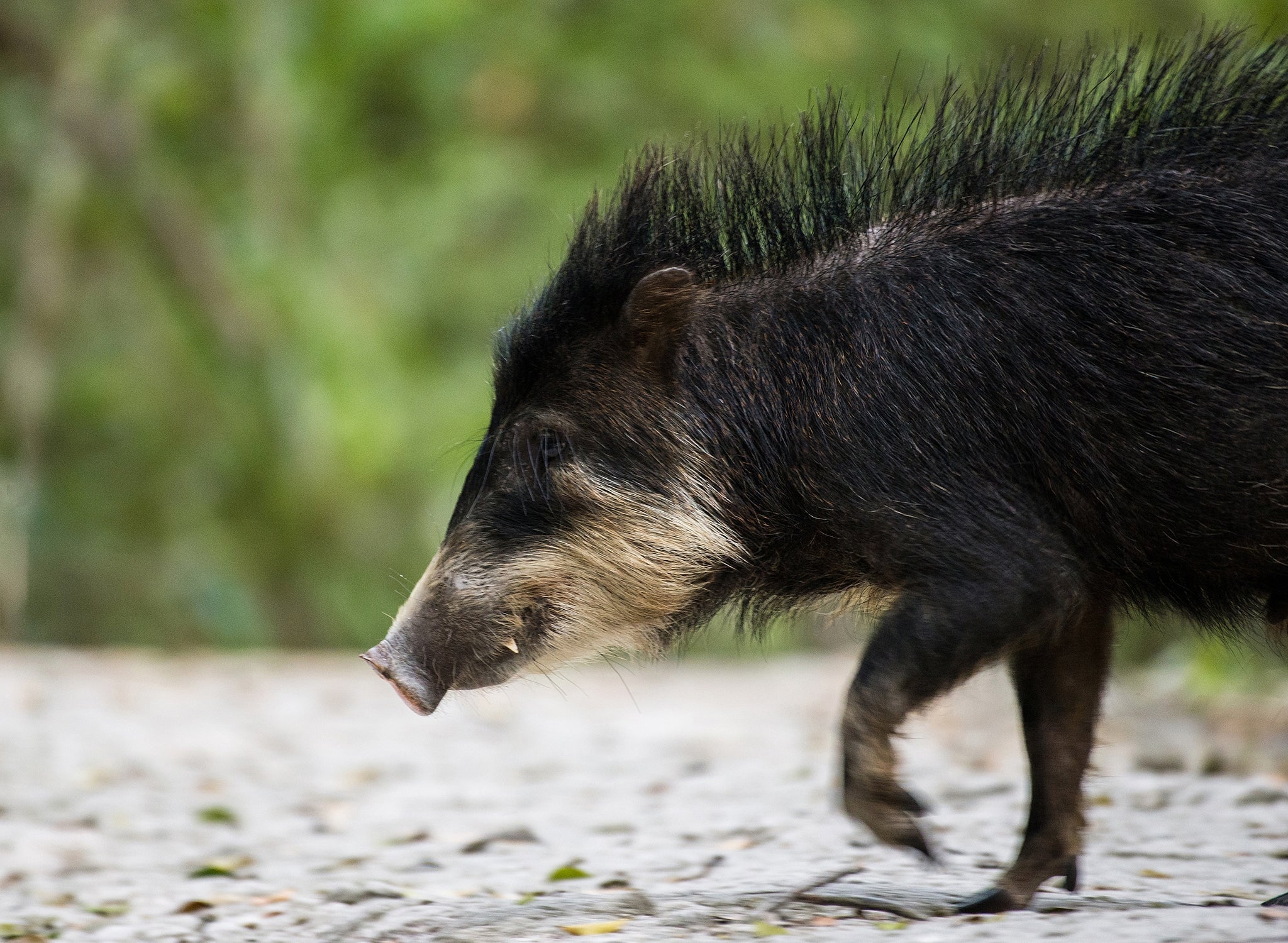The piglike creatures are extremely vulnerable to human activity (Apolinar Basora)