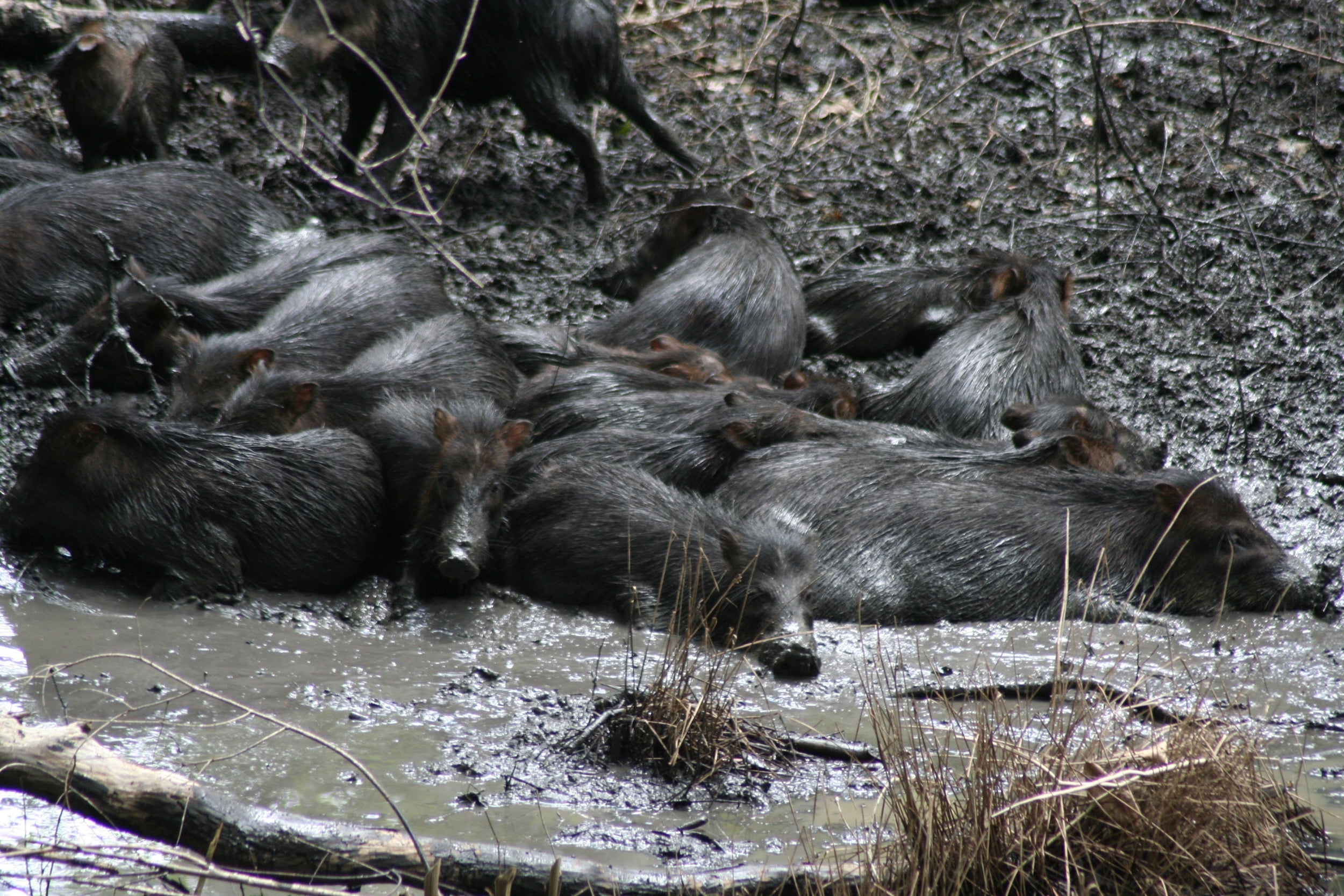 A new study suggests that the territory roamed by the species in Mexico and Central America has shrunk by as much as 87 to 90 percent (Roan McNab)