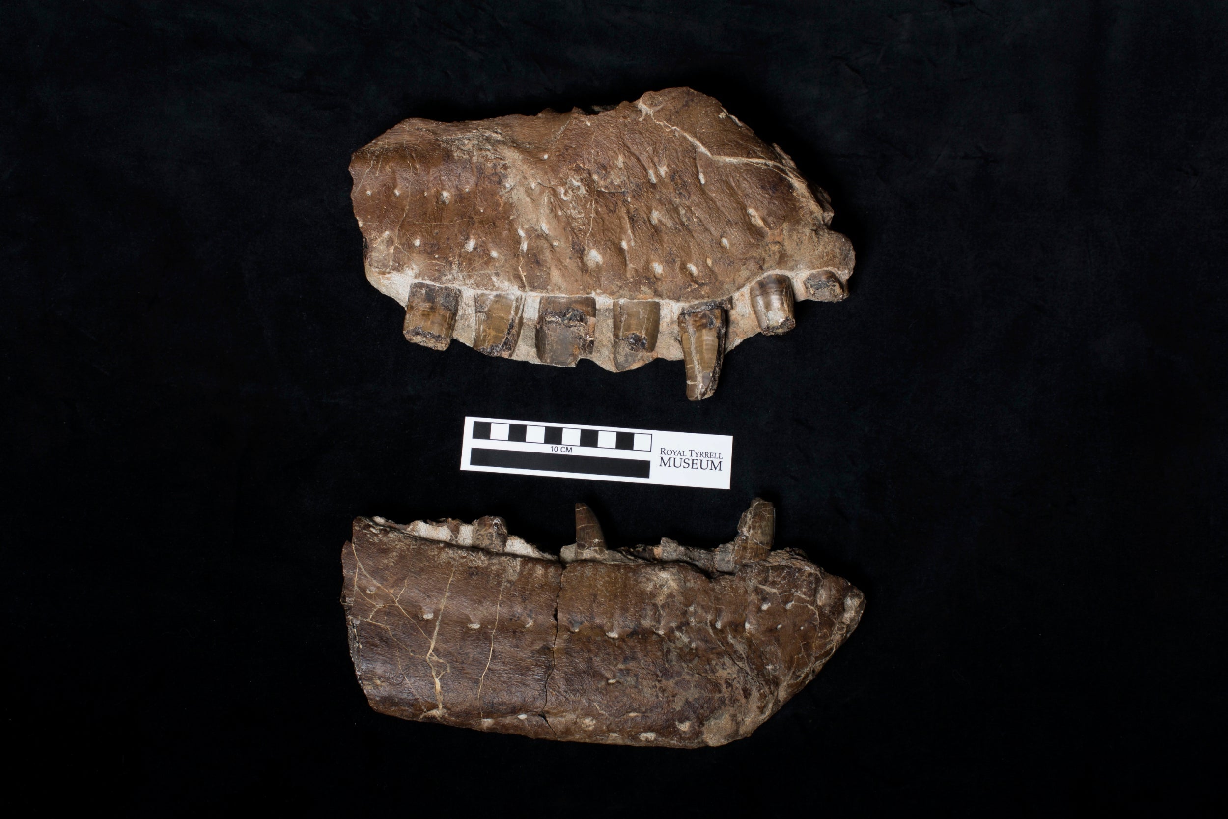 Teeth from the potential new species (Jared Voris)