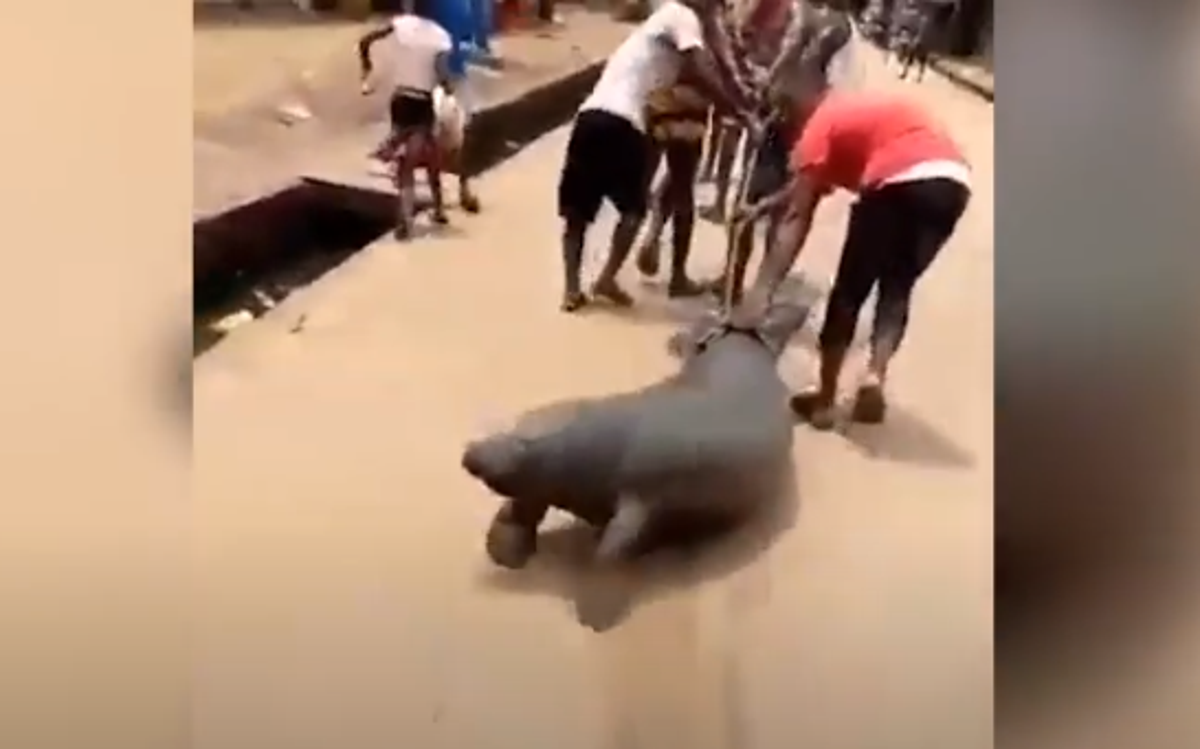 Video of manatee being dragged along dusty road sparks outrage The