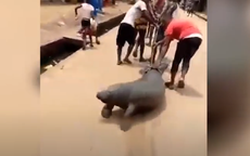 Video of manatee being dragged along dusty road sparks outrage