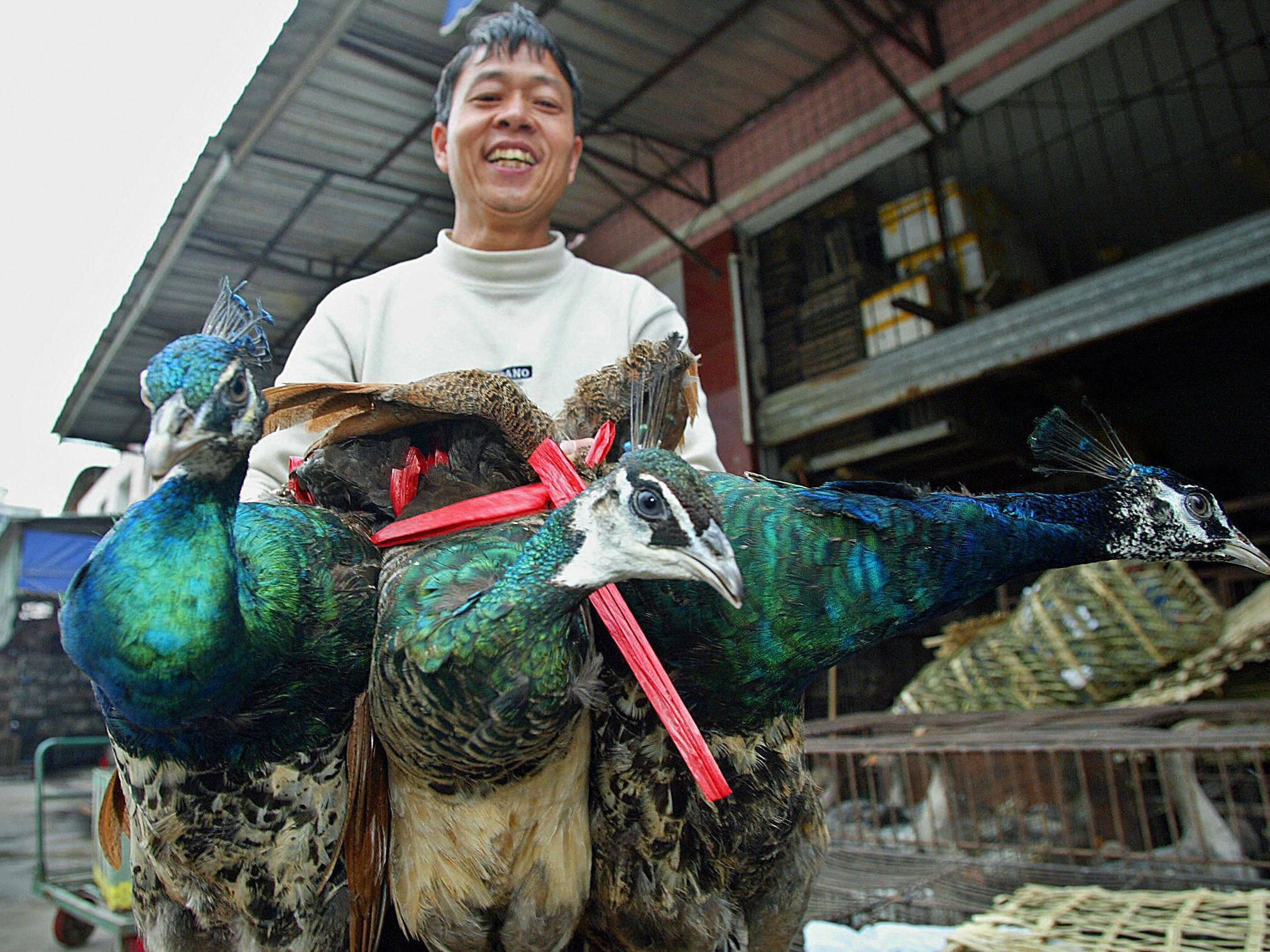 A market vendor in Guangzhou sells three peacocks