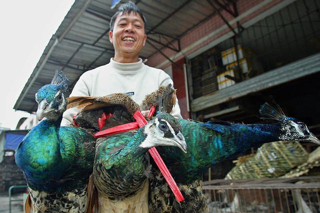 A market vendor in Guangzhou sells three peacocks