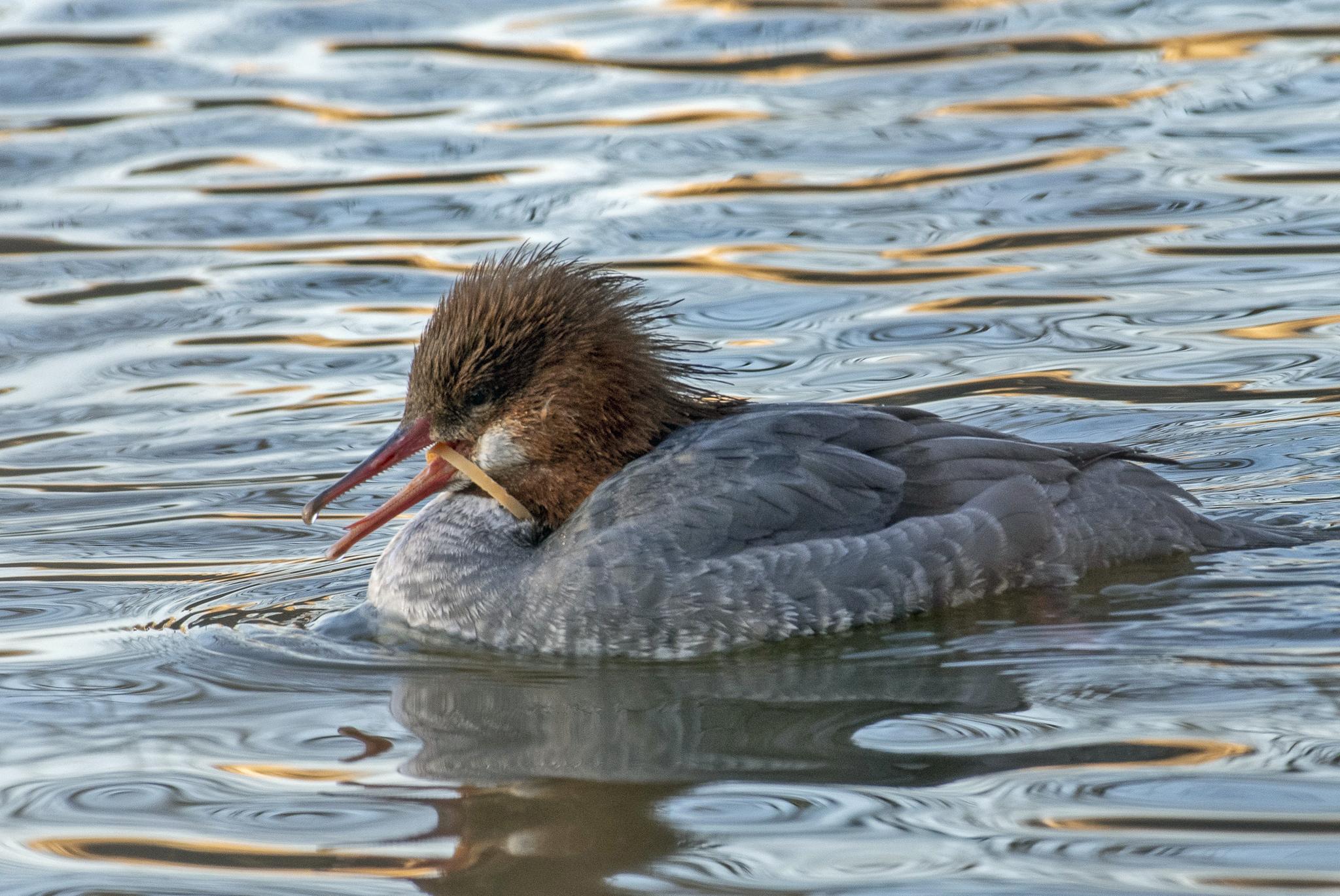 Common merganser, a rare sight in New York, is struggling to eat because of the stuck in its bill
