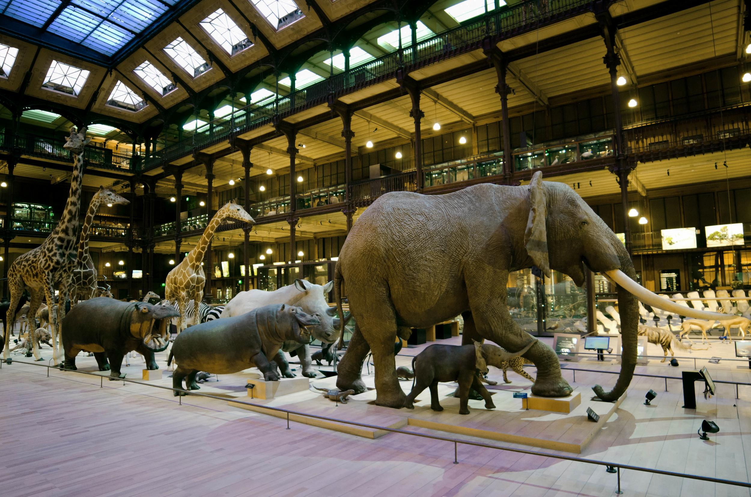 The animals inside the Grande Galerie de L’Evolution