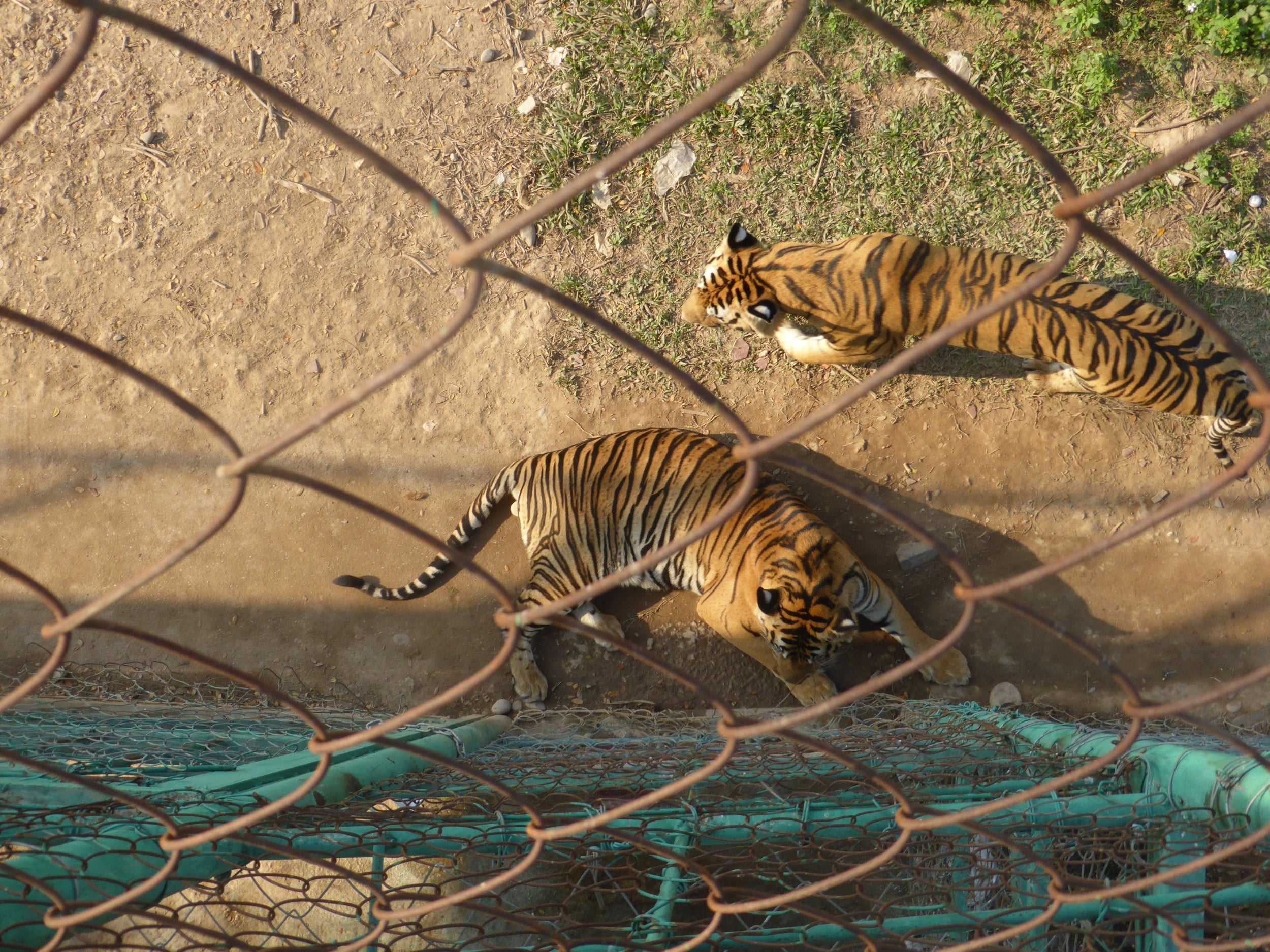 Tigers at Kings Romans complex in Laos
