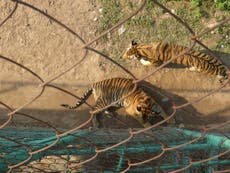 How we’ve failed to stop the international tiger trade
