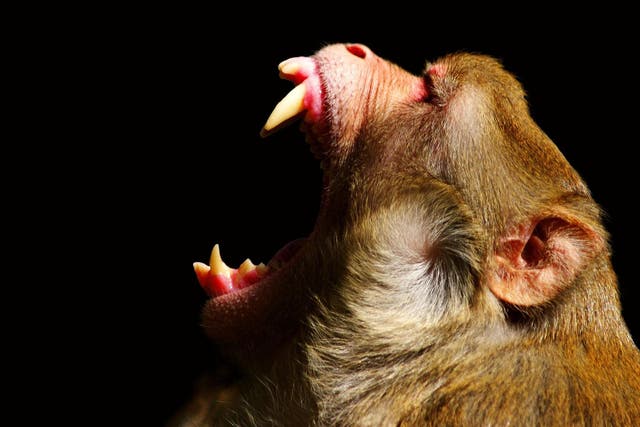 A monkey shows its teeth by showing its mouth wide open