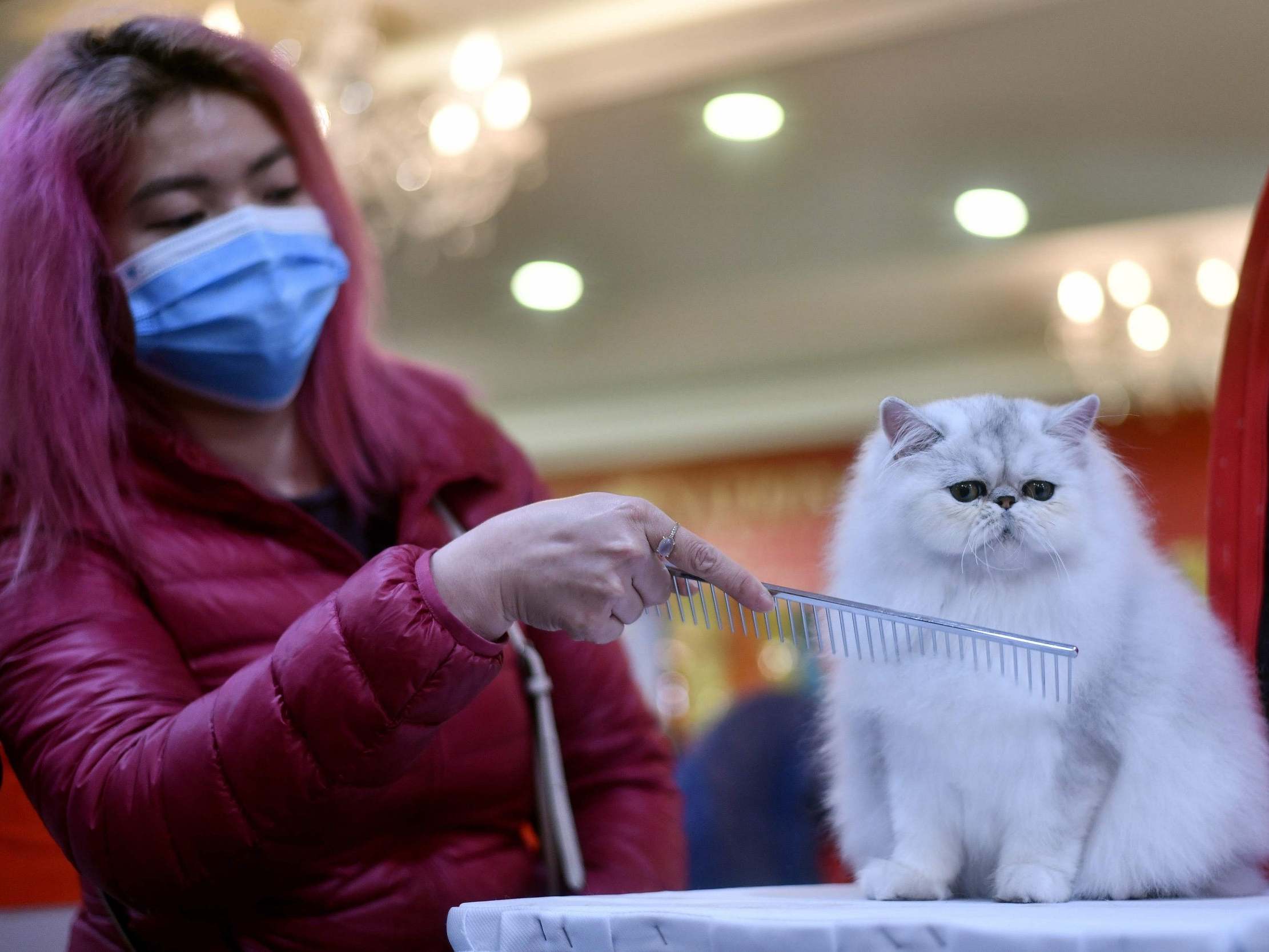 Winter Sonata, a Persian breed, gets a combing during Vietnam’s first national cat show in Hanoi on 16 February