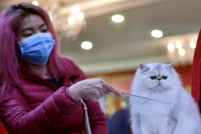 Winter Sonata, a Persian breed, gets a combing during Vietnam’s first national cat show in Hanoi on 16 February