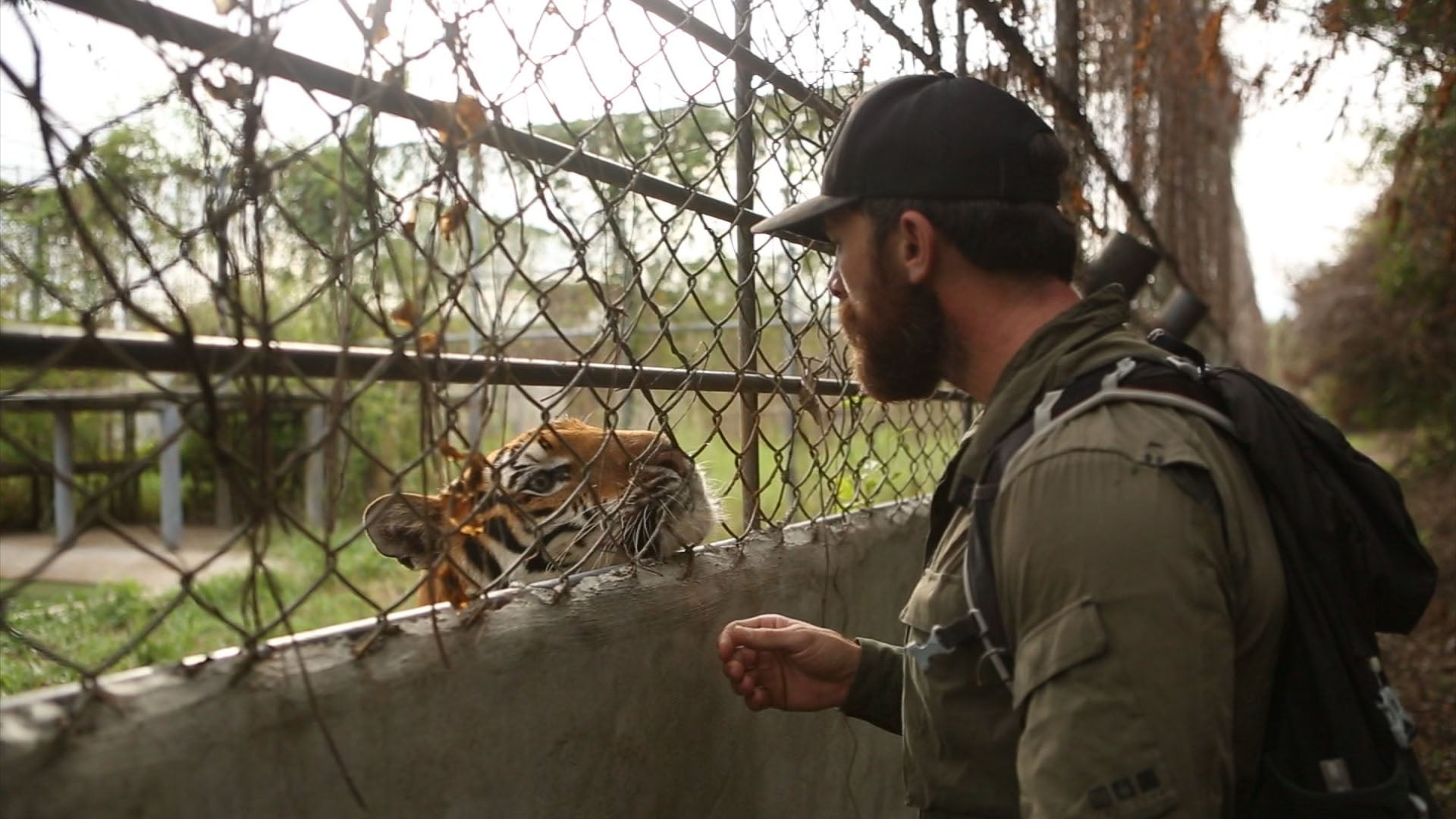 Kane with a captive tiger in Thailand (BBC)