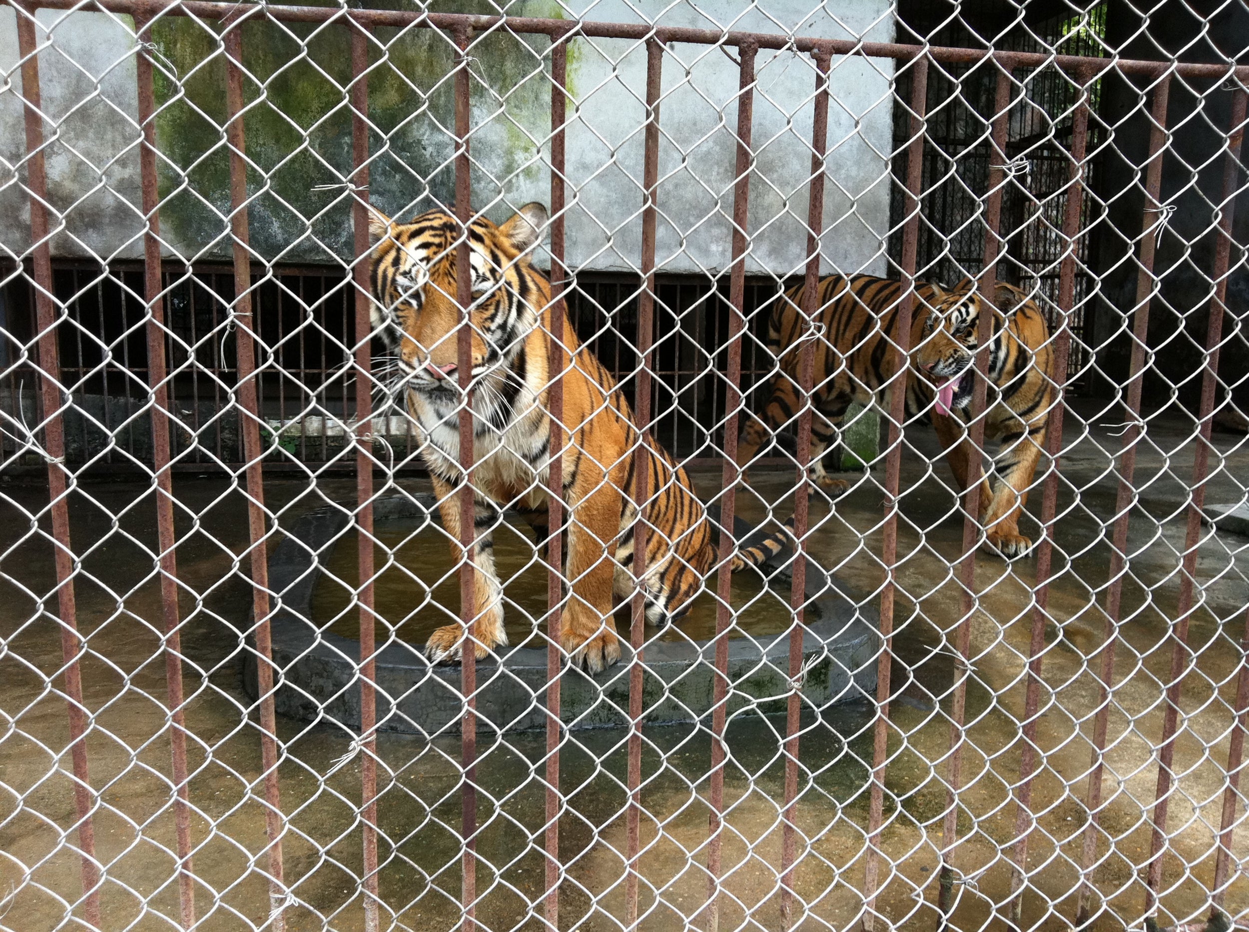 ​A captive tiger in Gulin, China (BBC)