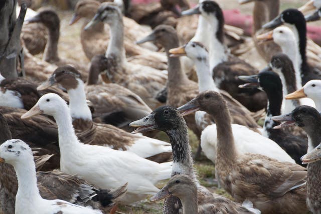 A 100,000-strong army of ducks will be sent to help Pakistan manage a huge locust outbreak