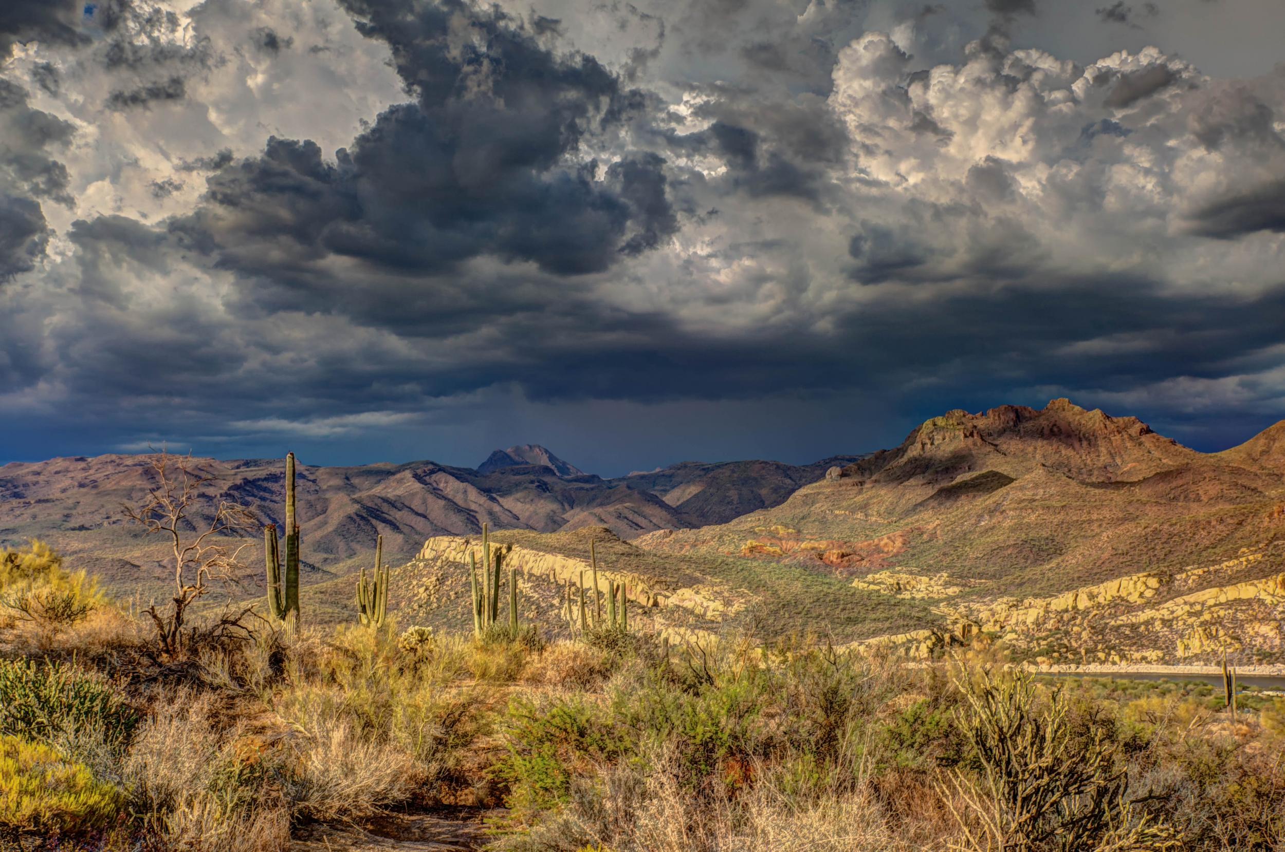 Cacti in the Arizona landscape