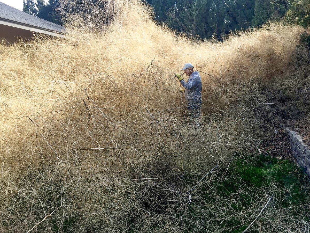 Giant tumbleweed in my yard: KOB - bend branches