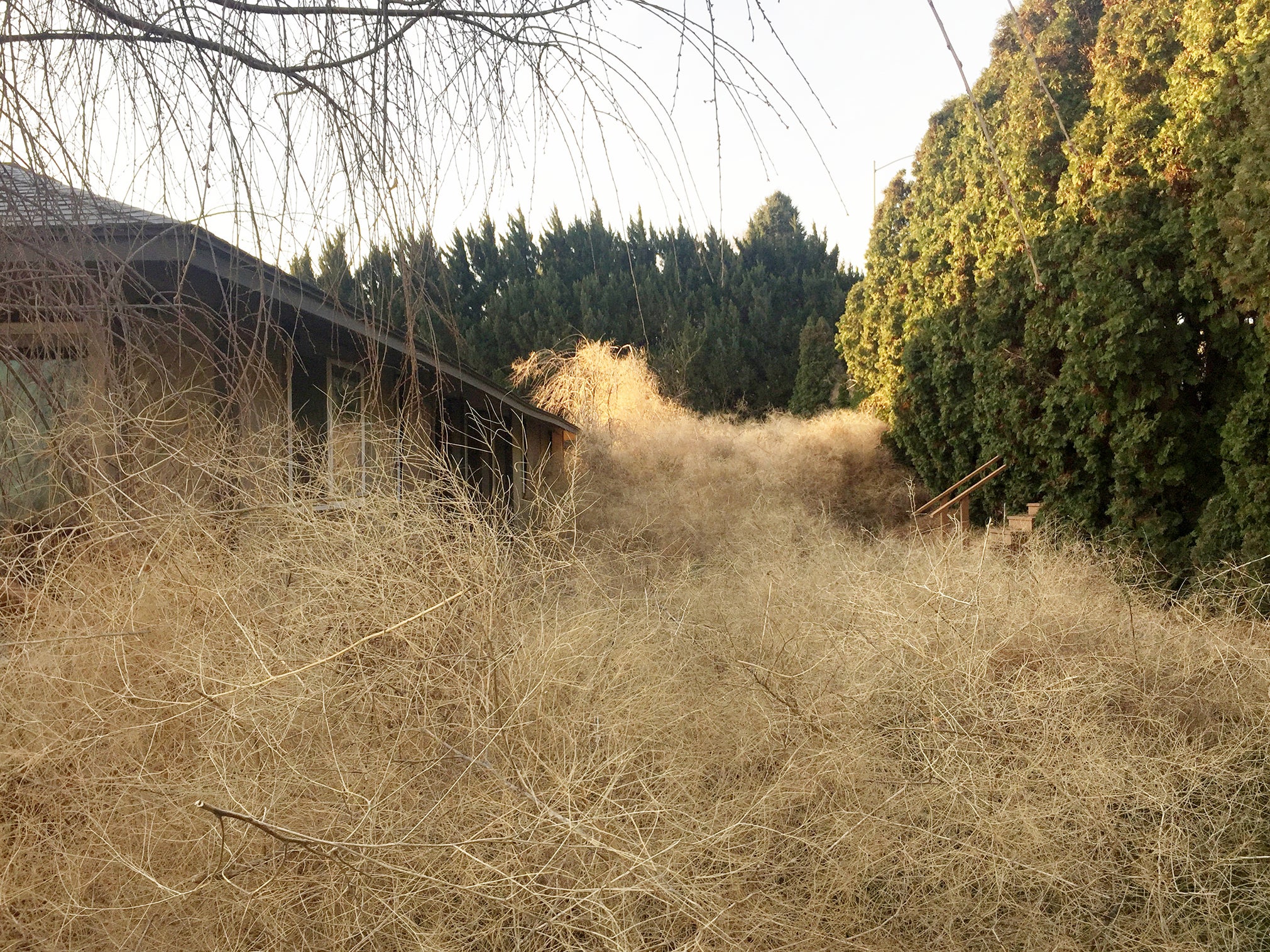 &#13;
Disruption caused by avalanches of tumbleweed is more common than it may seem &#13;