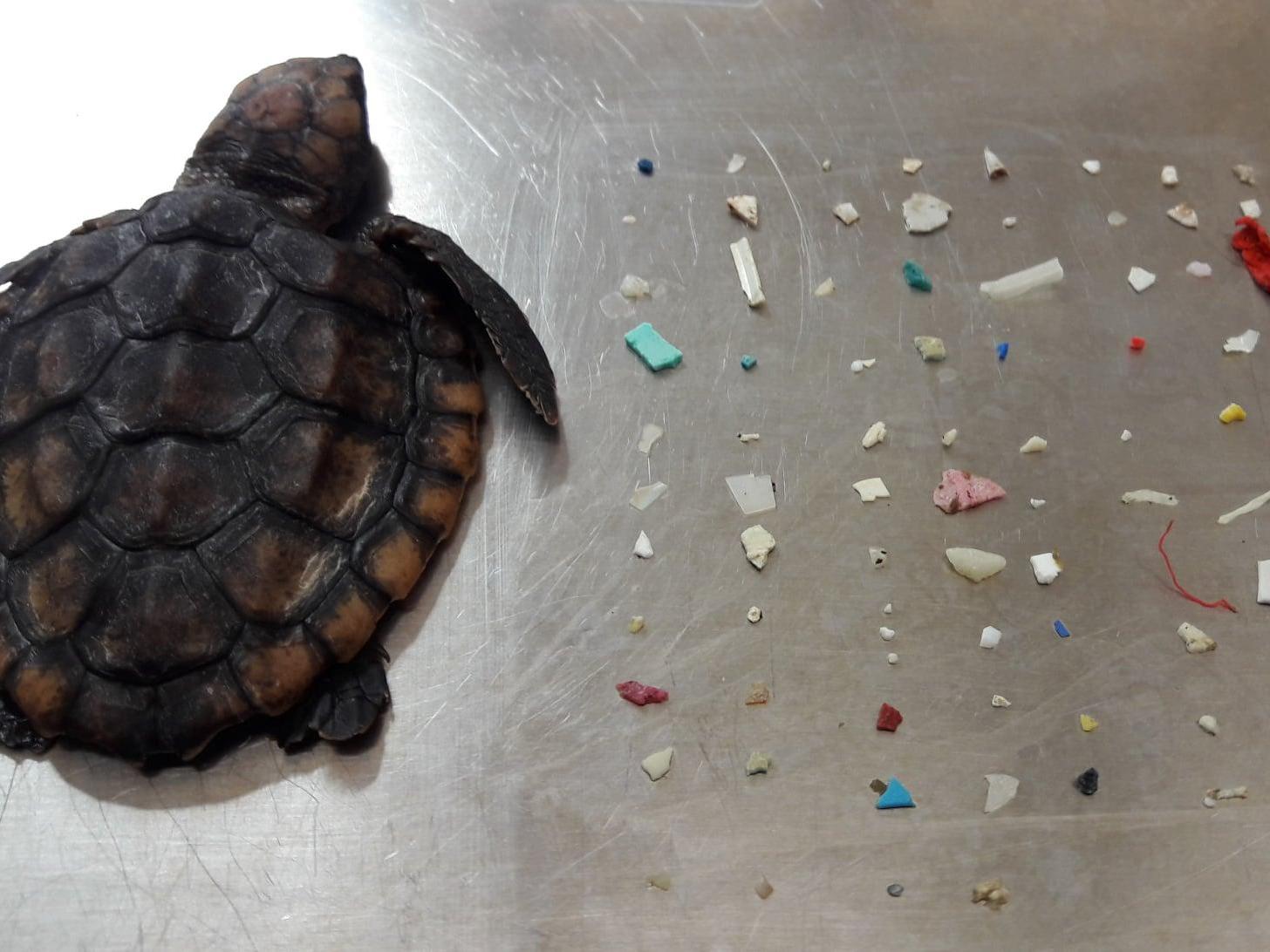 Scientologists came under fire in Ventura, California, for releasing hundreds of balloons outdoors. Marine life can ingest plastic from items like balloons and die, which is what happened to one turtle (pictured)