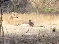 Lioness adopts leopard cub and ‘cares for it like her own’