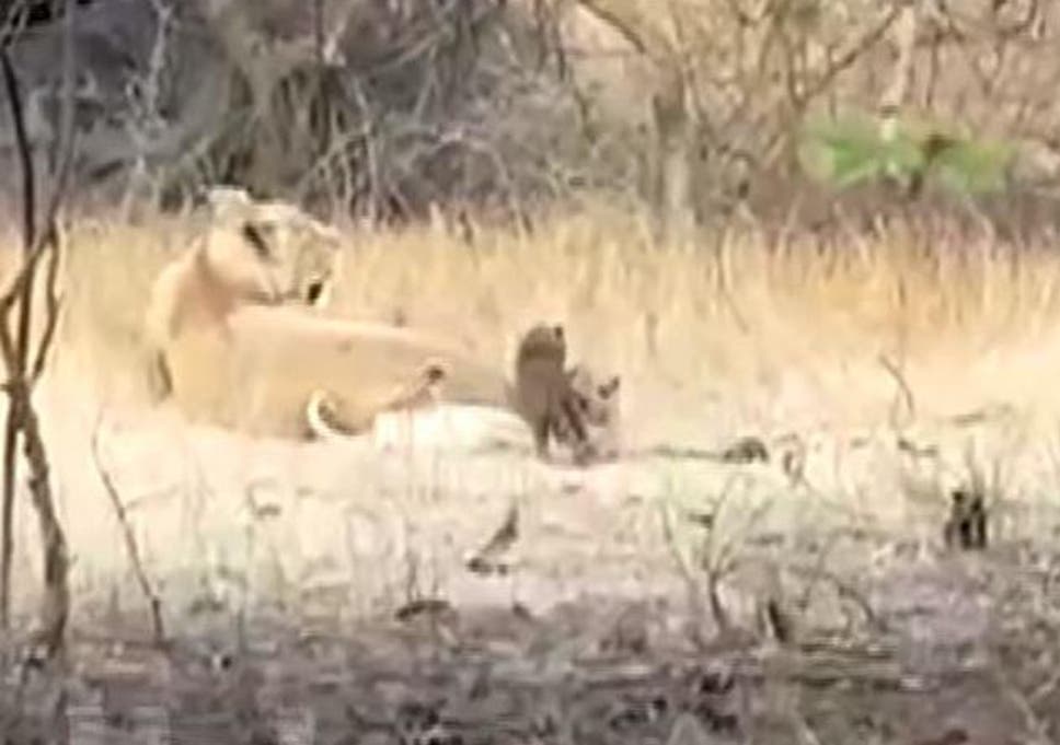 Lioness Adopts Leopard Cub And Cares For It Like Her Own The Independent